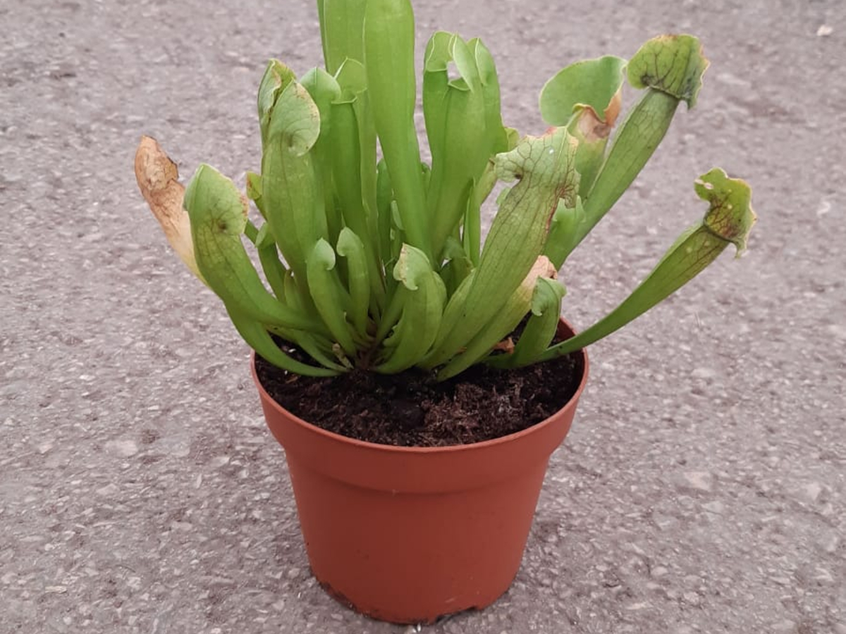 שופרית/סרקניה צמח טורף בנטל- ע. 12