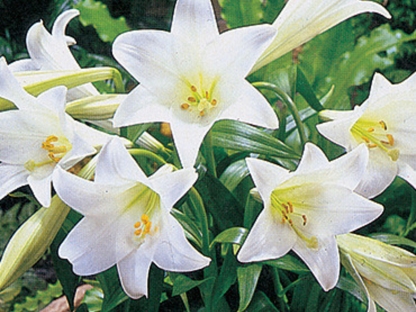 שושן הפסחא/פקעות