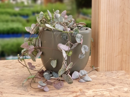 שעוונית זוחלת מגוונת - ע.8