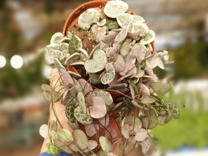 שעוונית זוחלת מגוונת - ע.10