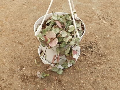 שעוונית זוחלת מגוונת - ק.11