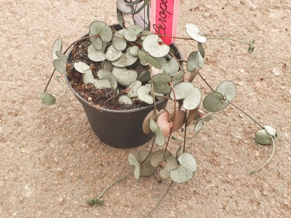 שעוונית זוחלת "סילבר גלורי" - ע.8