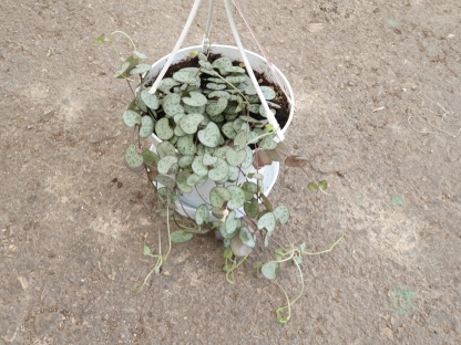 שעוונית זוחלת "ספיידס" - ע.11