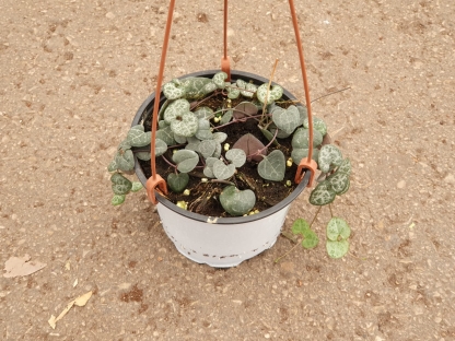 שעוונית זוחלת ע.12