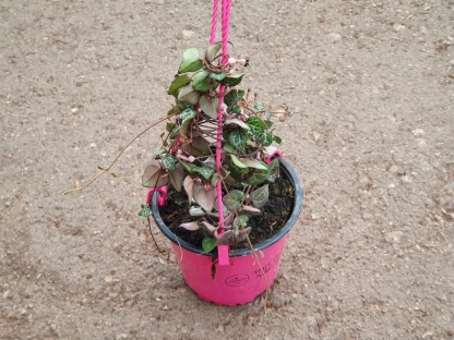 שעוונית זוחלת - ק.20