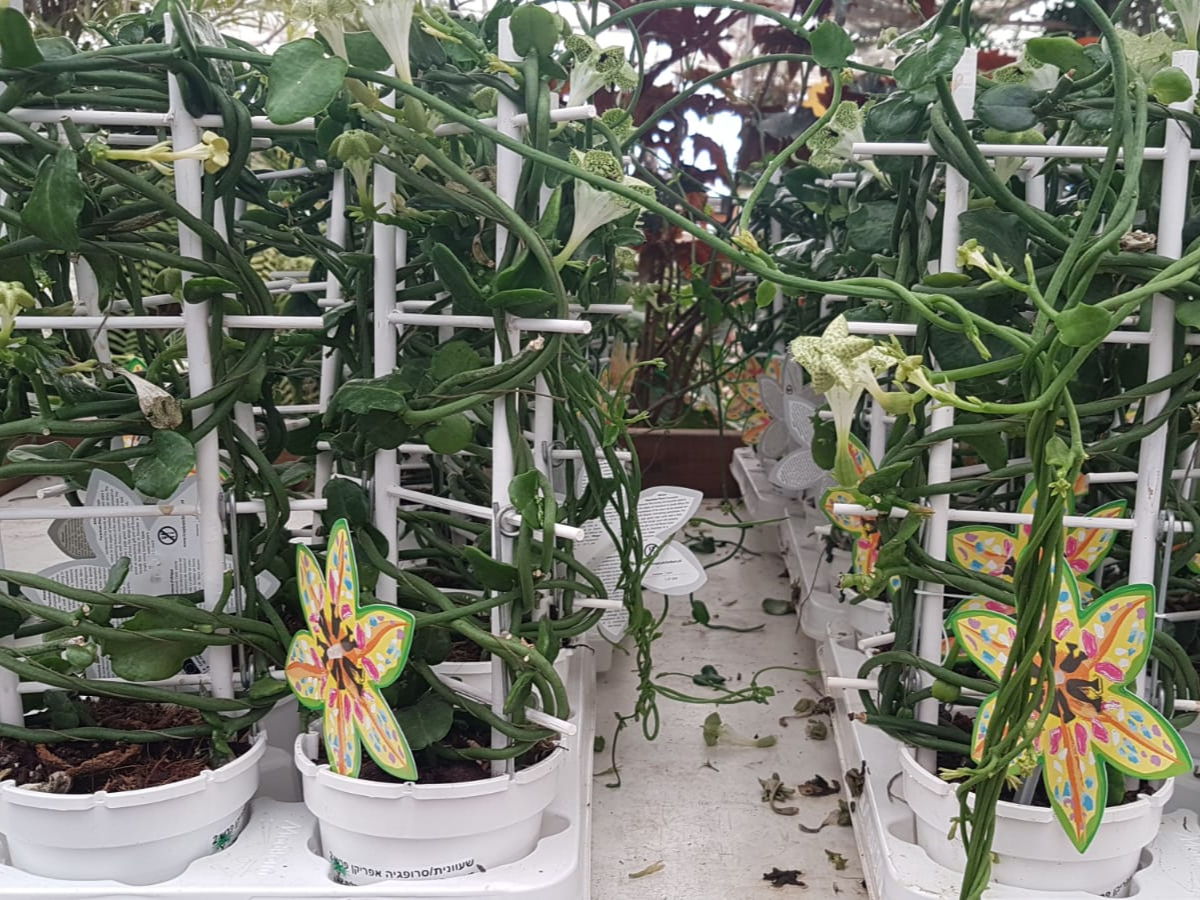 שעוונית/סרופגיה אפריקן פרשוט בנטל- ע. 12