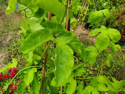 פסיפלורה-שעונית נאכלת-10 ל