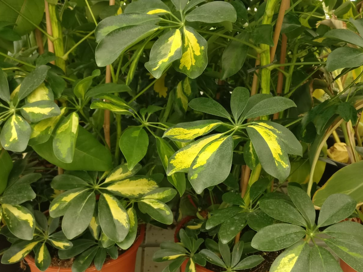 שפלרה שיח מגוונת-10 ל