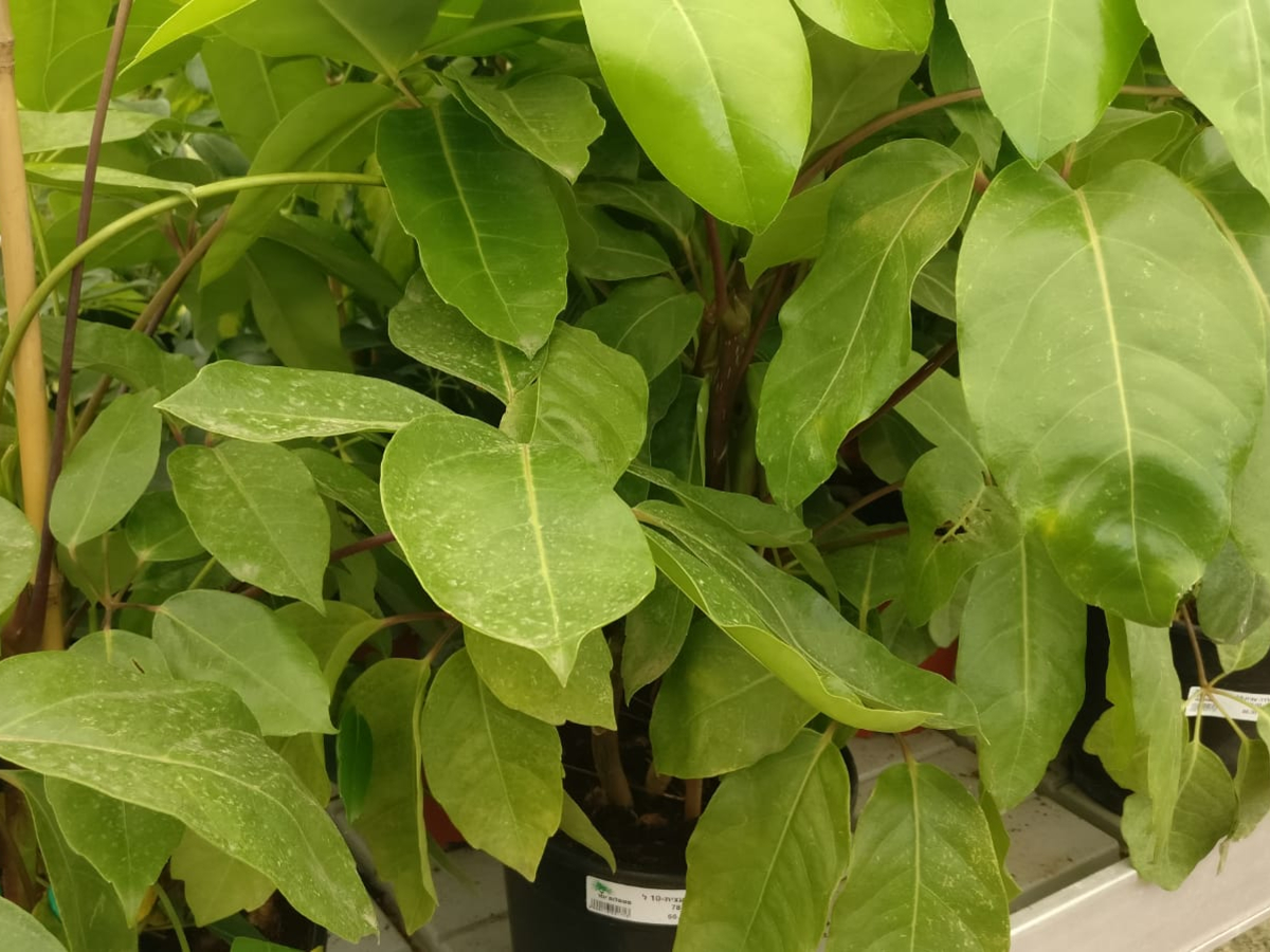 שפלרה עצית-10 ל