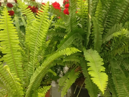 צמחי צל שרך