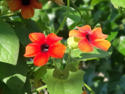 תונברגיה מכונפת סוזי שחורת העין - 10 ל'