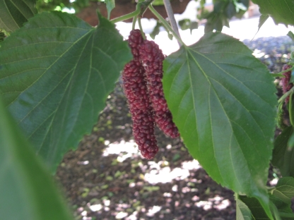 תות אפגני- 25 ליטר