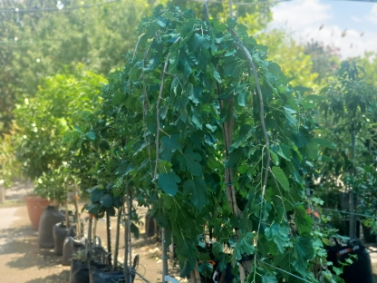 תות בכות-10 ל