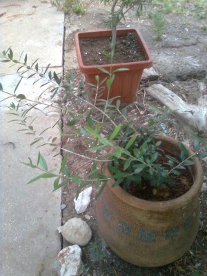olive2.jpg