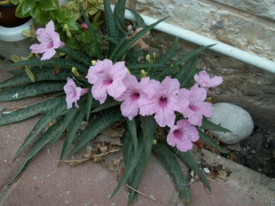 PICT0002.JPG