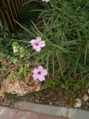PICT0004.jpg