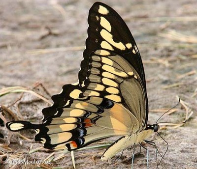 Papilio_cresphontes2.jpg