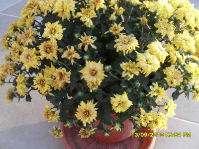 SDC11178.JPG