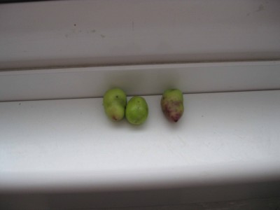 olive1.jpg