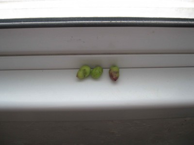 olive2.jpg