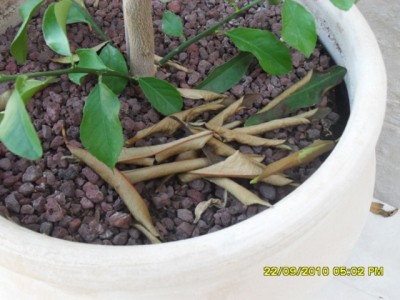 SDC11233.JPG