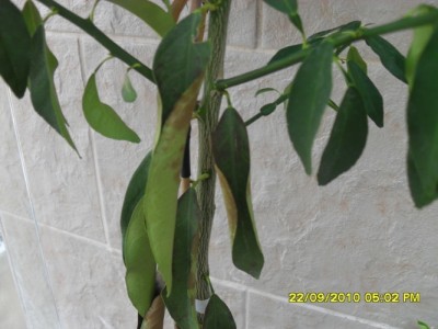SDC11232.JPG