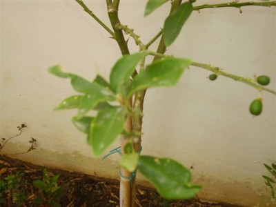 IMGP0305.jpg