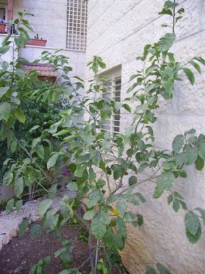 IMGP0313.jpg