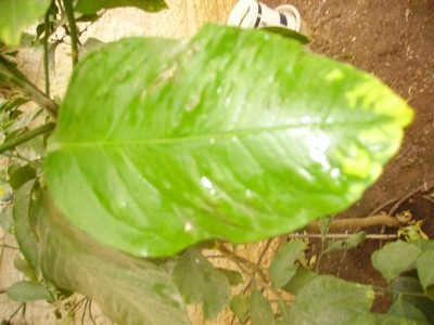 IMGP0320.jpg
