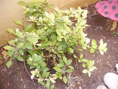 IMGP0325.jpg