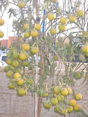 IMG_3749ש.JPG