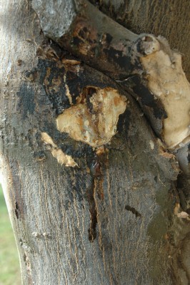 DSC_4668_-_Copy.jpg