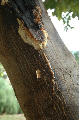 DSC_4670_-_Copy.jpg