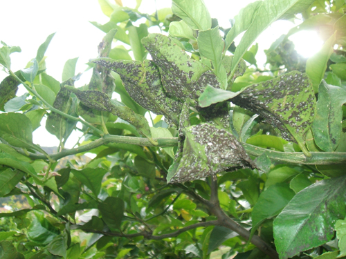 DSCF1833.jpg