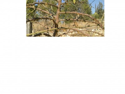 שקד 1.JPG