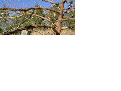 שקד 2.JPG
