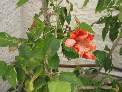 IMG_0131.JPG