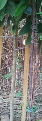 2011-05-05 07.39.03-1.jpg