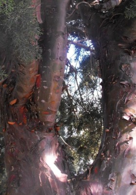 greek bark.JPG