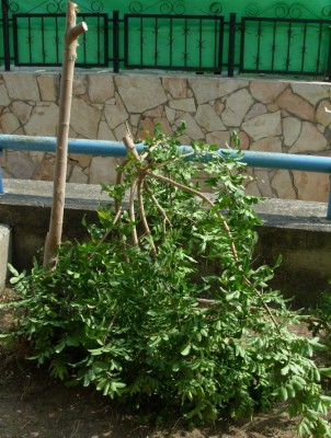 Copy of DSCN0005.JPG