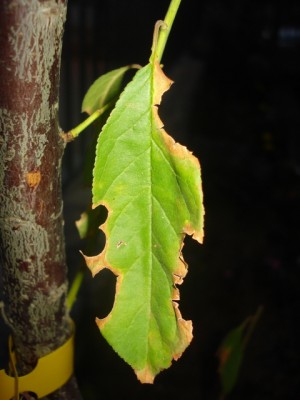 DSC08524-2.JPG