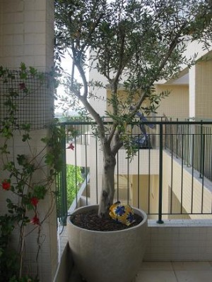 זית מאי יוני 2011 020.jpg