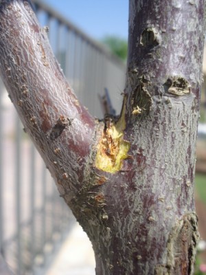 DSC08561-1.JPG
