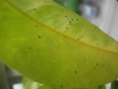 leaf parasite 004 small.jpg