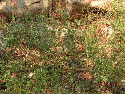 מרווה 003.jpg