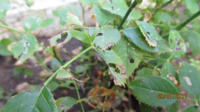 IMG_3110.JPG