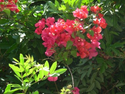 Copy of DSCN0010.JPG
