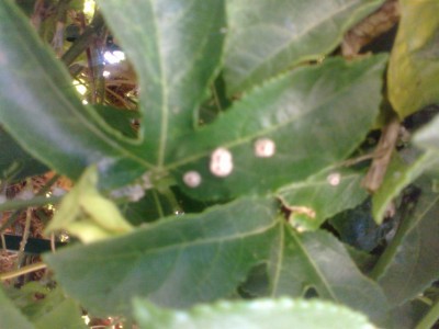 15072011002.jpg