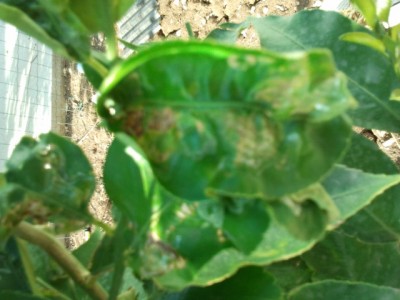 2011-07-19 17.50.08.jpg