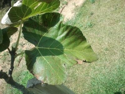 2011-07-25 13.07.27.jpg